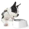 Boston-Terrier-Hund trinkt aus einer Trinkwasser-Napfschale.